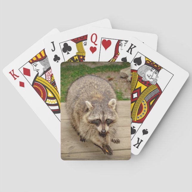 Raccoon with a chip playing cards (Back)