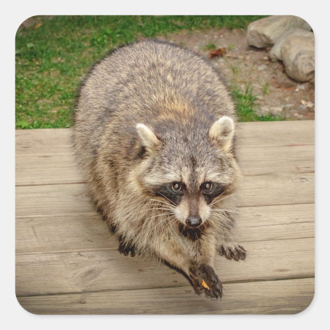 Raccoon with a chip square sticker (Front)