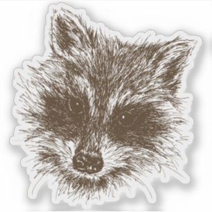 Raccoon Woodland Creature Drawing