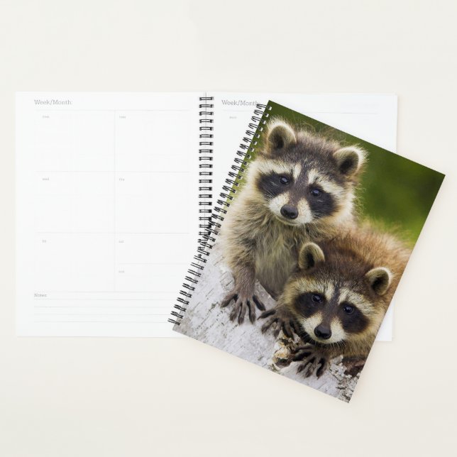 Raccoons (Devant avec enveloppe)