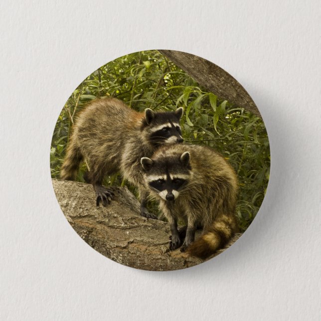 Raccoons 2 Inch Round Button (Front)