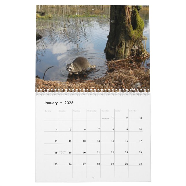 Raccoons Calendar (Jan 2026)
