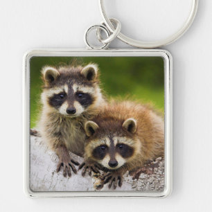 Raccoons Keychain