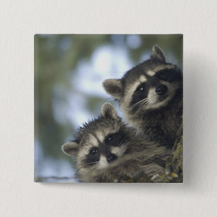 Raccoons Procyon Lotor) of Fish Lake, Central 2 Inch Square Button