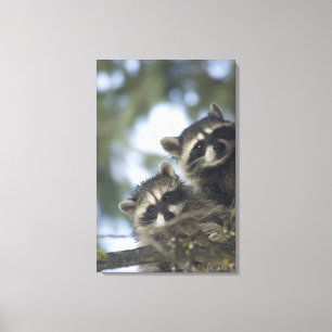 Raccoons Procyon Lotor) of Fish Lake, Central Canvas Print