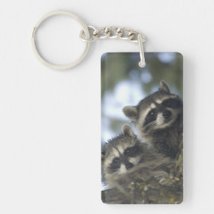 Raccoons Procyon Lotor) of Fish Lake, Central Keychain