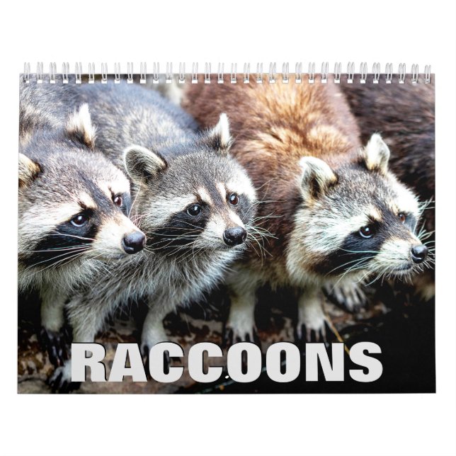 Raccoons Wall Calendar (Cover)