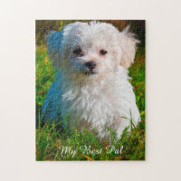 Race de chien maltais. Puzzle