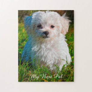 Race de chien maltais. Puzzle