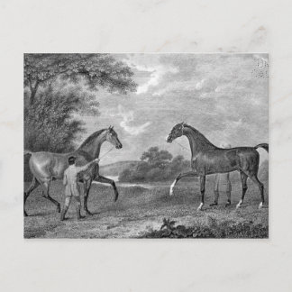 Race Horses Black and White Postcard