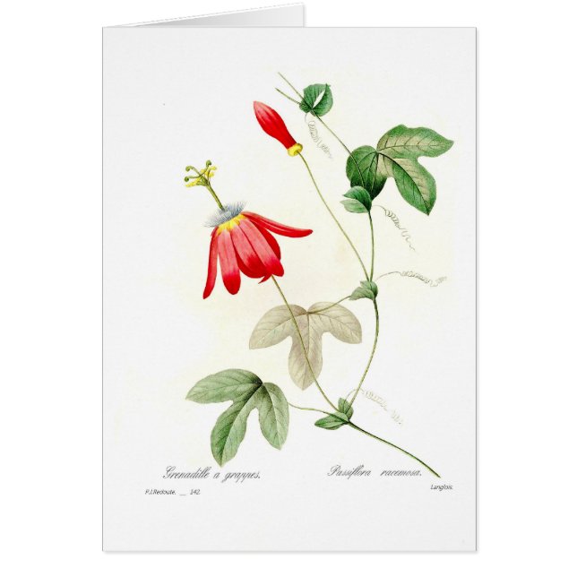 Racemosa de passiflore (Devant)