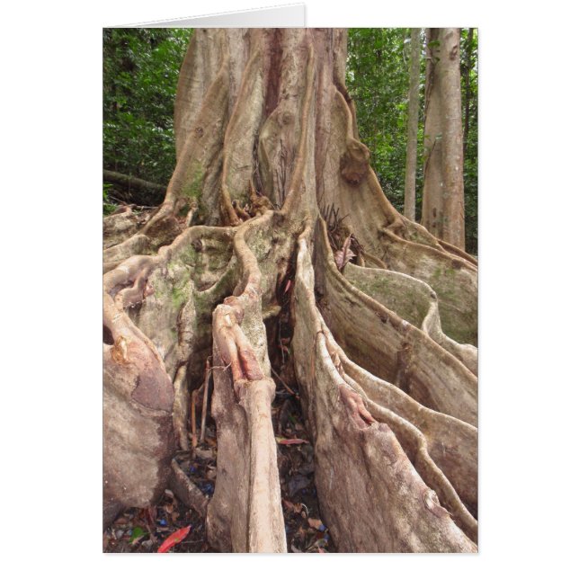 Racines tropicales des figuiers (Devant)