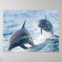 Racing Bottlenose Dolphins Duo Office and Dorm