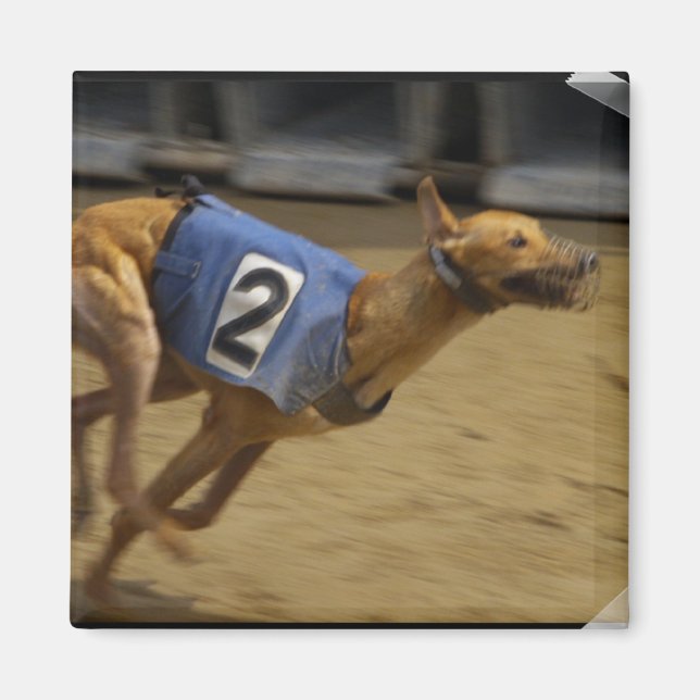 Racing Greyhound Square Magnet (Front)