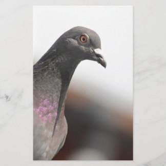 Racing pigeon