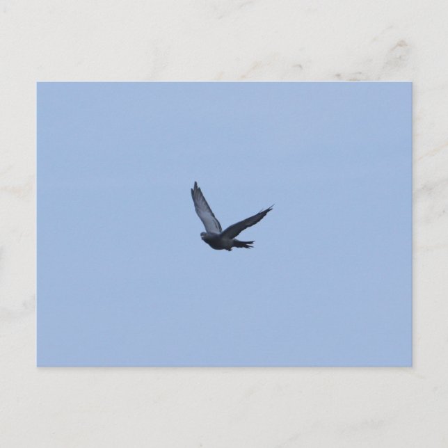 Racing Pigeon Arrivée Carte postale (Devant)