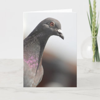 Racing pigeon card