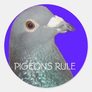 Racing pigeon head blu background, PIGEONS RULE Classic Round Sticker