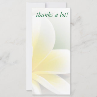 rack card - delicate frangipani photo