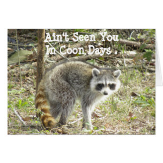 Racoon