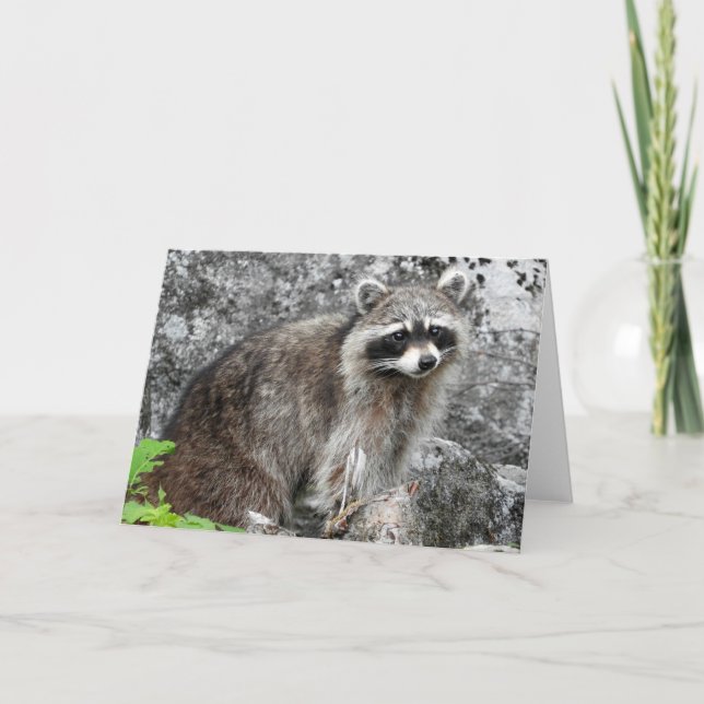 Racoon Greeting Card, Blank Inside Card (Front)