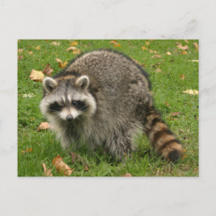 Racoon Postcard