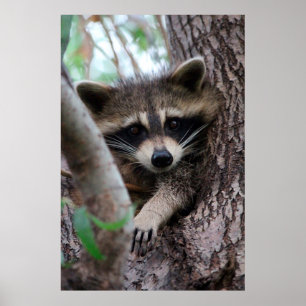 Racoon Poster