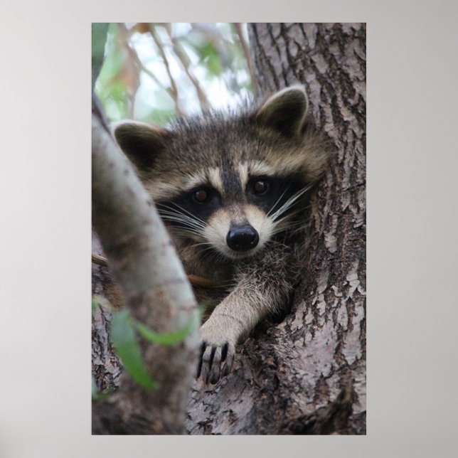 Racoon Poster (Front)
