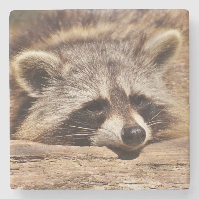 Racoon Stone Coaster (Front)