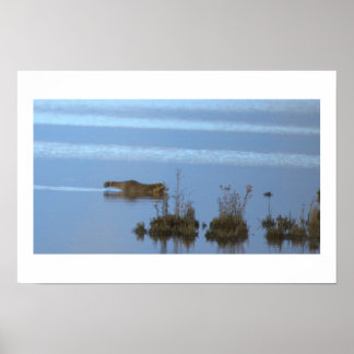 Racoon Swimming Photo Poster