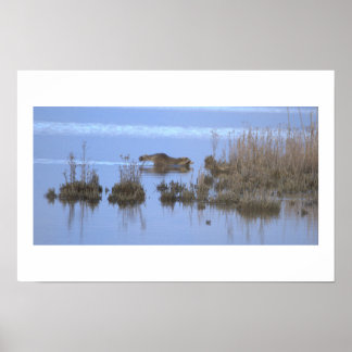 Racoon Swimming Photo Poster
