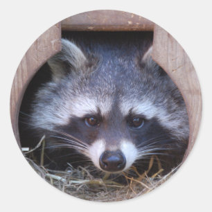 RACOON WASCHBÄR by Jean-Louis Glineur Classic Round Sticker