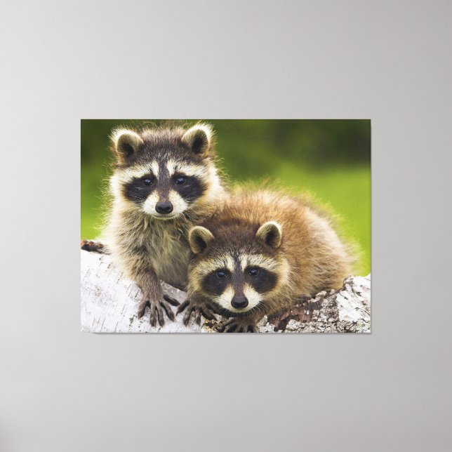 Racoons Canvas Print (Front)