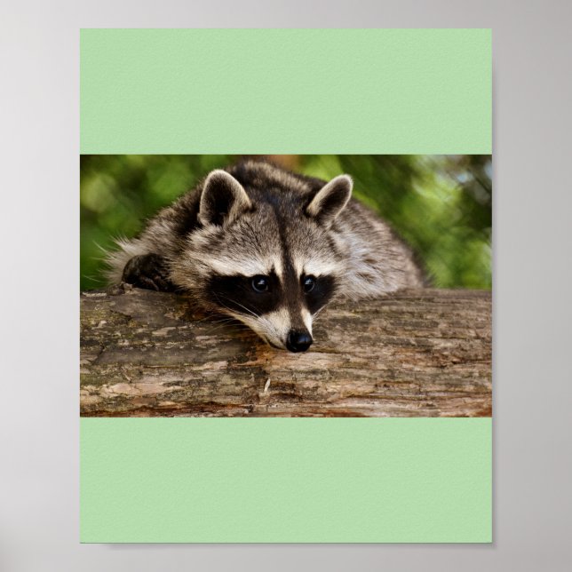 racoons  poster (Front)