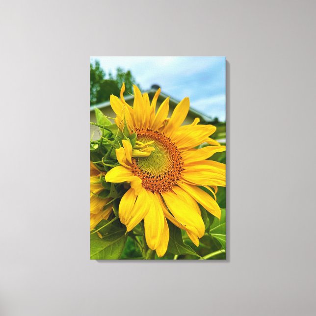 Radiant Blooms Brightening My Day 🌻✨ Canvas Print (Front)