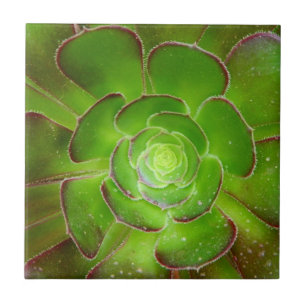 Radiant green succulent plant macro photography tile