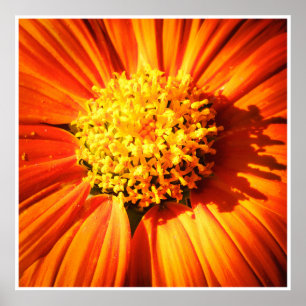 Radiant Orange Flower Macro Wall Art Print Photo