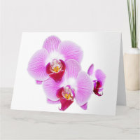 Radiant Orchid Close-up Floral Photography