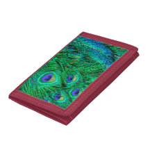 Radiant Peacock Feathers Photo Design