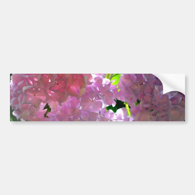 Radiant Pink Hydrangeas Bumper Sticker (Front)
