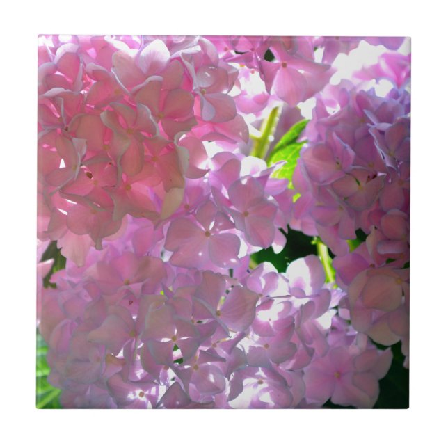 Radiant Pink Hydrangeas, pink flowers pink flowers Tile (Front)