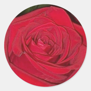 Radiant Red Rose Sticker