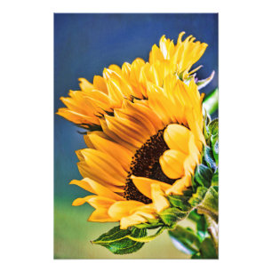 Radiant Sunflowers Photo Print