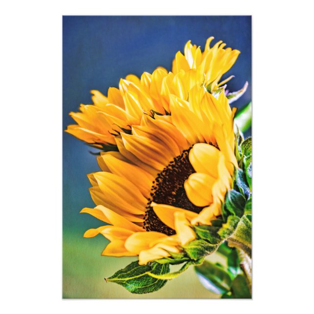 Radiant Sunflowers Photo Print (Front)