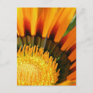 Radiant Treasure Flower Botanical Photo Postcard