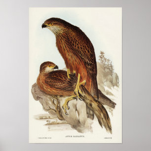 Radiated Goshawk by Elizabeth Gould Poster