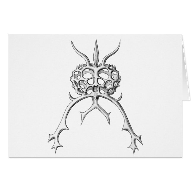 Radiolaire (Devant horizontal)