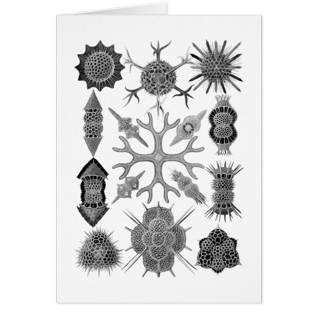 Radiolarians - protozoaires amiboïdes (Devant)