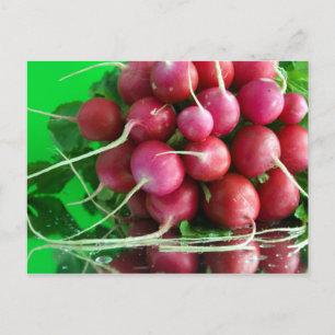 Radish Postcard