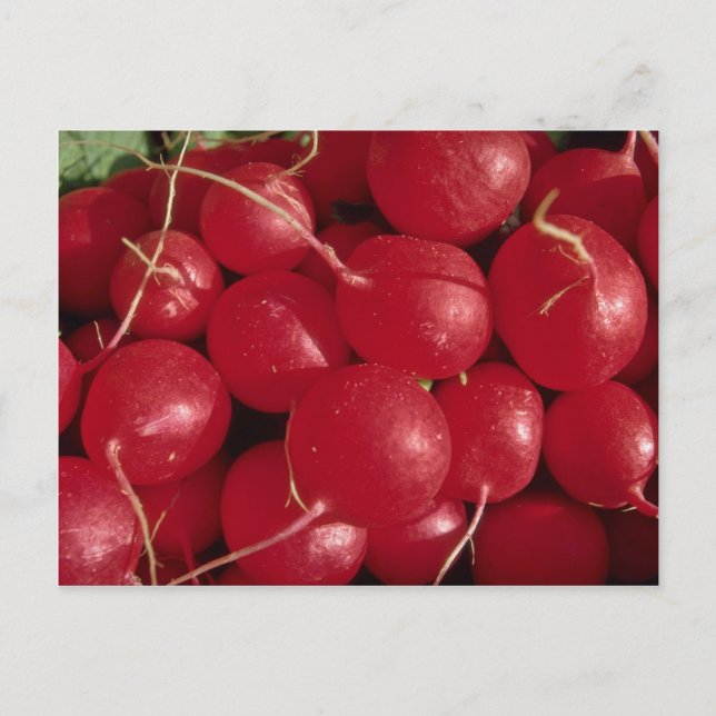 Radishes Photo Postcard (Front)